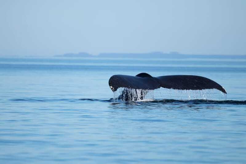 Campbell River: Whales and Wildlife Boat Tour with Snacks - Group size and vibe: why “small” matters on whale tours