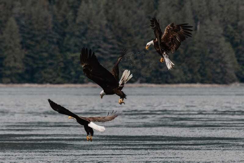 Campbell River: Whales and Wildlife Boat Tour with Snacks - The tour rhythm: snacks, drinks, and when to pack your patience