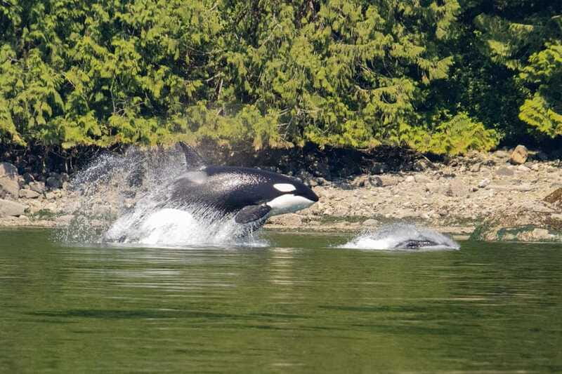 Campbell River: Whales and Wildlife Boat Tour with Snacks - Price and value: is $160 per person worth it?