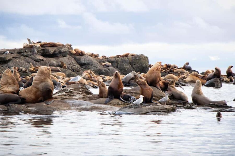 Campbell River: Whales and Wildlife Boat Tour with Snacks - Who should book this whale and wildlife tour