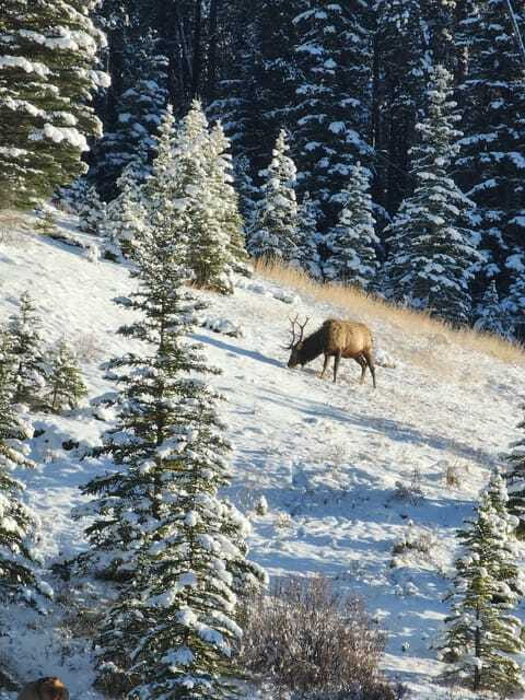 Canmore/Banff: Explore Banff & Wildlife - Fairmont Banff Springs: the “icon stop” that sets the tone