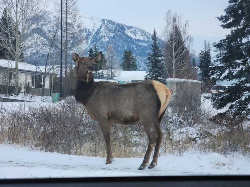 Canmore/Banff: Explore Banff & Wildlife - Mount Norquay: viewpoints that help you see patterns