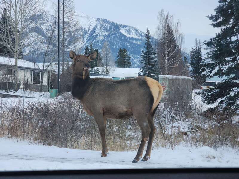 Canmore/Banff: Explore Banff & Wildlife - Pickup in Canmore or Banff, then out to the viewpoints fast