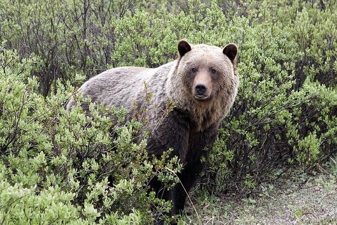 Canmore: Lost Towns and Untold Stories Hiking Tour - 3hrs - Wildlife spotting with common sense: bears and more on the trail