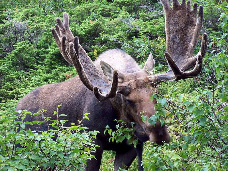 Canmore: PRIVATE SAFARI Drive to BANFF Park & Nature Walk - The customized nature walk: tailored routes, not a random stroll