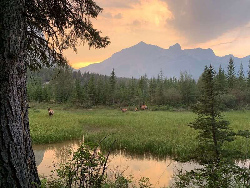 Canmore: PRIVATE SAFARI Drive to BANFF Park & Nature Walk - Photo stops with real-world coaching