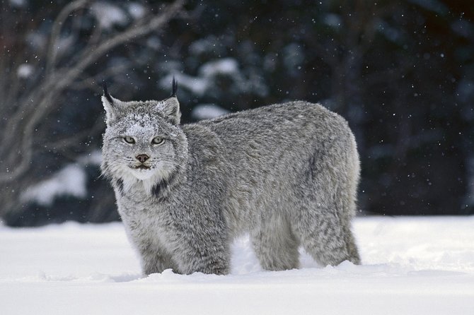 Canmore: Wilderness & Wildlife Tour - 2hr Walk - Getting started at Canmore Recreation Centre, then into the woods