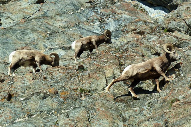 Caribou - Discover the Best of the Rockies (8-Days) - Day 3: Icefields Parkway must-sees, from Lake Louise to Peyto Lake