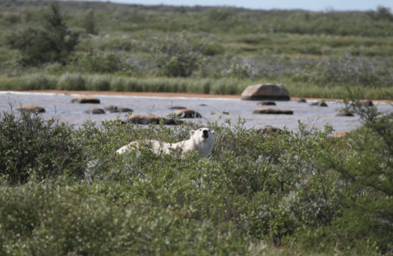 Churchill: Exclusive Tundra Buggy Day Trip - Wildlife viewing in the Churchill Wildlife Management Area