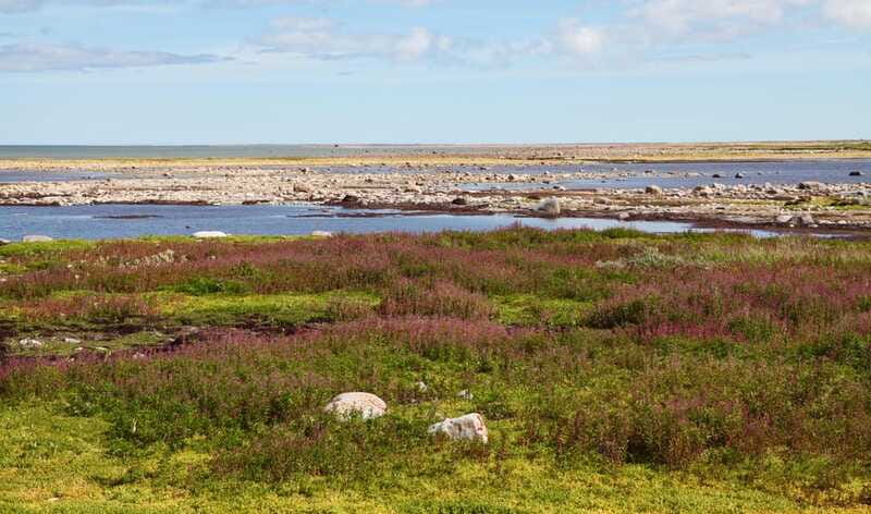 Churchill: Exclusive Tundra Buggy Day Trip - Summer vs autumn: choosing the right version of the day
