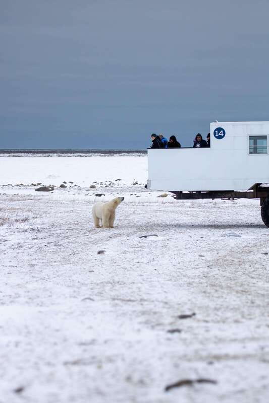 Churchill: Exclusive Tundra Buggy Day Trip - Food, comfort, and practical value