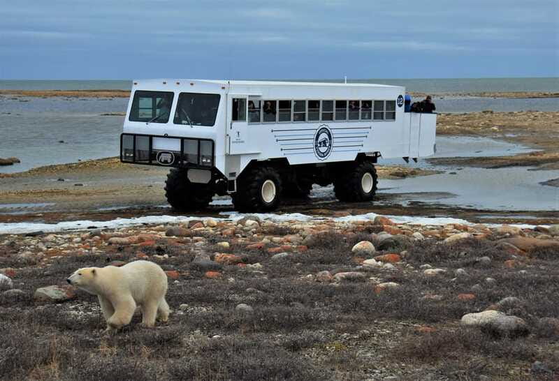 Churchill: Exclusive Tundra Buggy Day Trip - Who this tour is perfect for