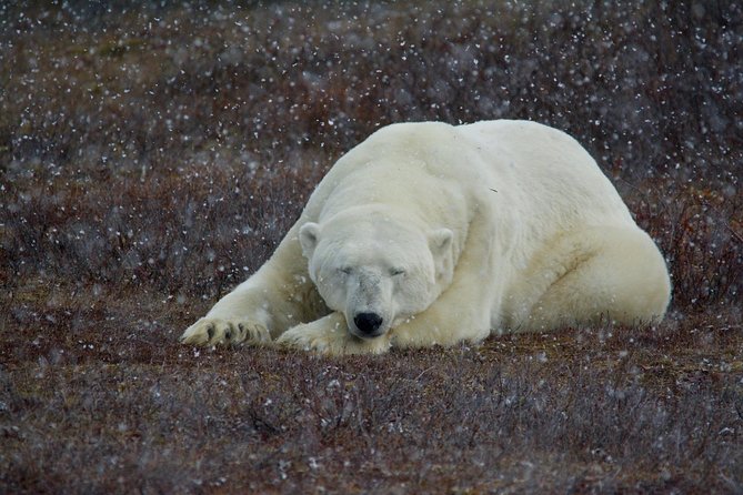 Classic Churchill Polar Bear Experience - Key things that make this trip work