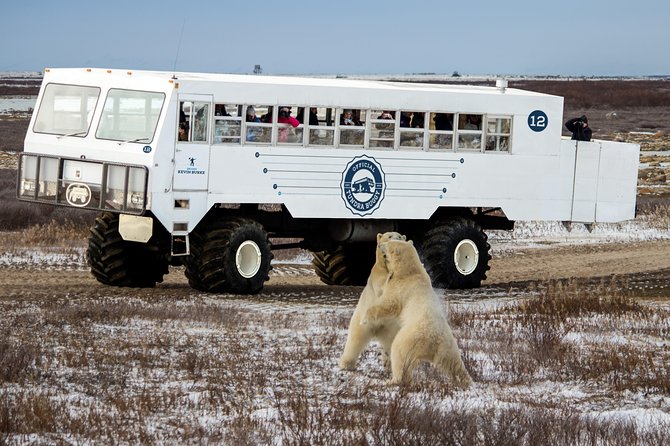 Classic Churchill Polar Bear Experience - Dog sledding with a local Métis musher: more than a photo op