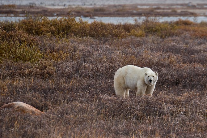 Classic Churchill Polar Bear Experience - Polar Bears International House: learning the how, not just the wow