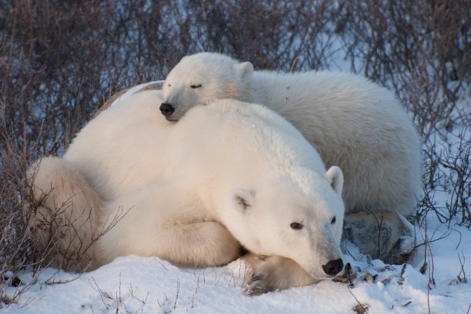 Classic Churchill Polar Bear Experience - Day 2 in Churchill: Parks Canada context before you chase wildlife
