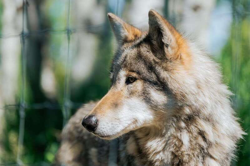 Cochrane: Yamnuska Wolfdog Sanctuary Tour - Key things to know before you book this wolfdog sanctuary tour