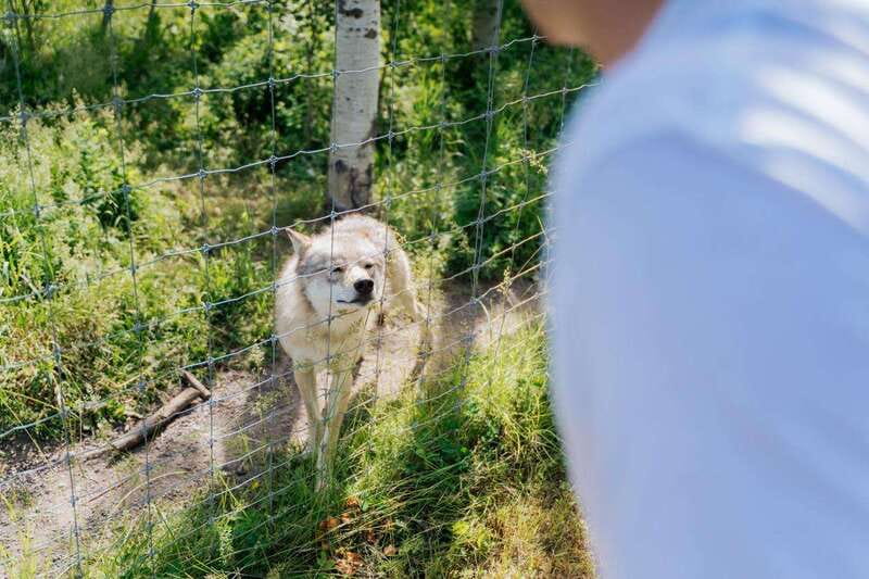 Cochrane: Yamnuska Wolfdog Sanctuary Tour - Self-guided sanctuary walk, how to turn 30 minutes into a fuller visit