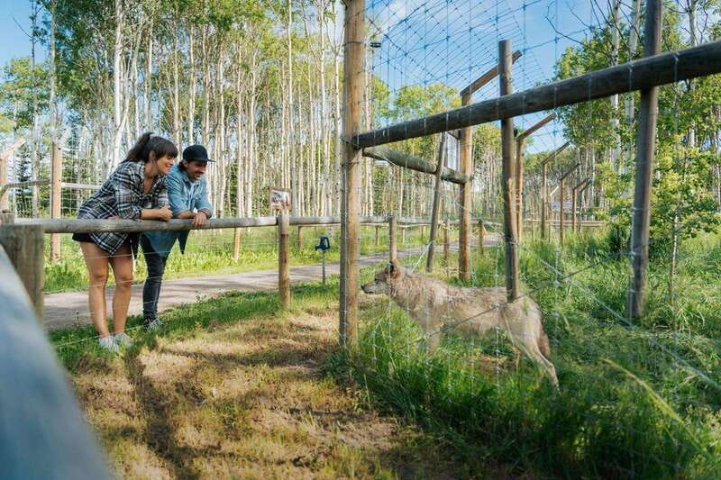 Cochrane: Yamnuska Wolfdog Sanctuary Tour - Photography tips for your enclosure viewing session