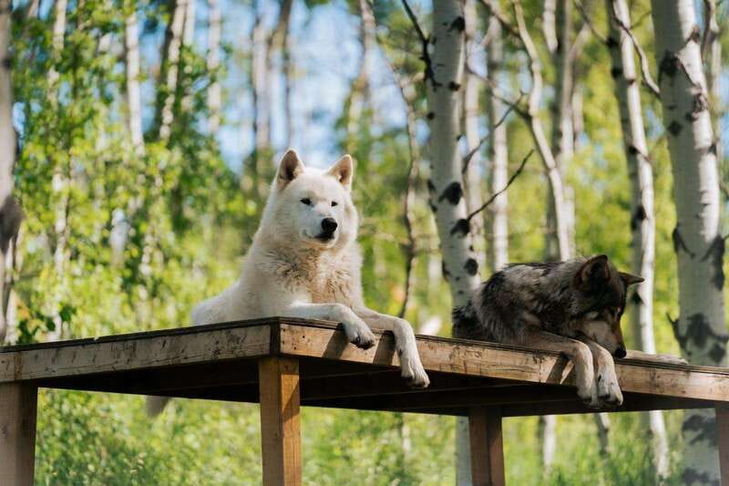 Cochrane: Yamnuska Wolfdog Sanctuary Tour - Guides, mission focus, and the tone that makes the visit stick