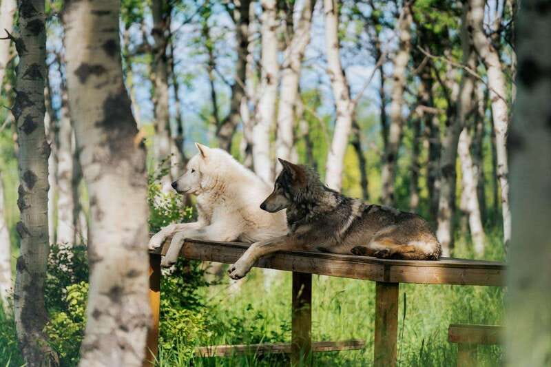 Cochrane: Yamnuska Wolfdog Sanctuary Tour - The 30-minute expert talk, what you learn and why it matters
