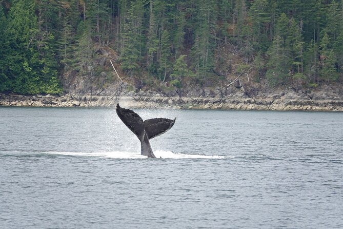 Covered Boat Whale Watching 4-Hour Tour from Campbell River - Key things to know before you go