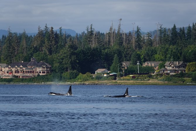 Covered Boat Whale Watching 4-Hour Tour from Campbell River - A 4-hour whale watching cruise that feels practical, not precious
