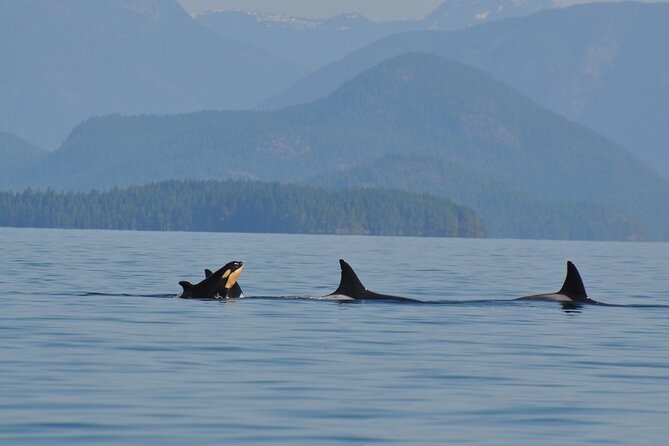 Covered Boat Whale Watching 6-Hour Tour from Campbell River - Lunch on an Onshore Break: Fuel for the Afternoon Scanning