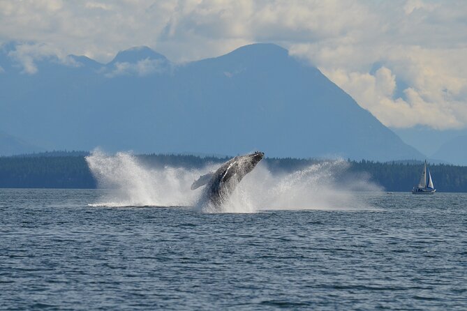 Covered Boat Whale Watching 6-Hour Tour from Campbell River - Included Extras That Change the Value Math