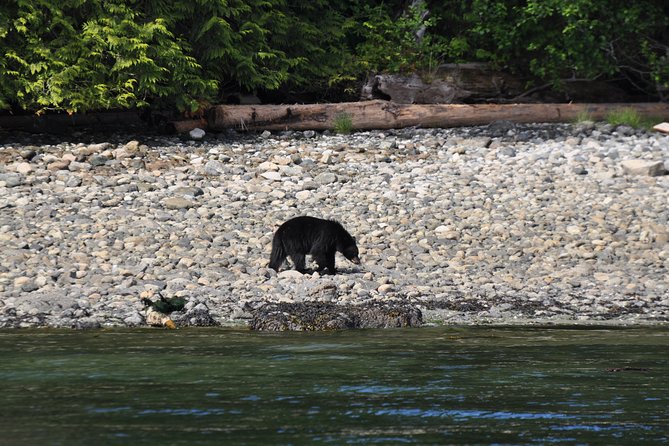 Covered Boat Whale Watching 6-Hour Tour from Campbell River - Who This Tour Fits Best (And Who Might Want Another Option)