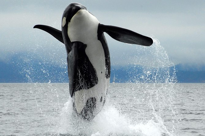 Cowichan Bay Half Day Whale & Wildlife Adventure - Key highlights you will care about