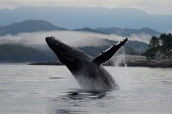 Cowichan Bay Half Day Whale & Wildlife Adventure - Cowichan Bay whale watching, and why this route matters