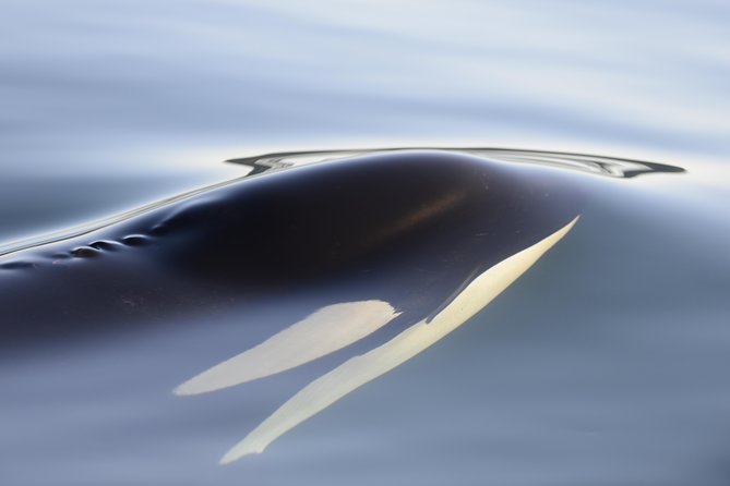 Cowichan Bay Half Day Whale & Wildlife Adventure - Captains and guides who turn sightings into stories