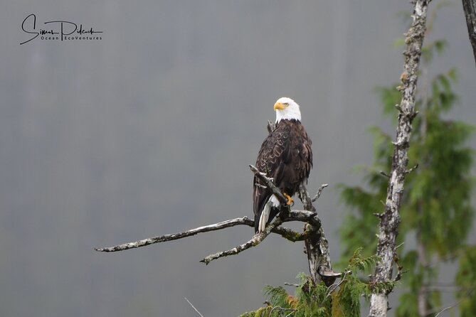 Cowichan Bay Half Day Whale & Wildlife Adventure - Comfort checklist: windy water, warm gear, and quick planning