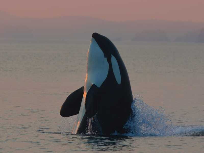 Cowichan Bay: Half-Day Whale & Wildlife Adventure - Comfort, Clothing, and Safety Rules That Actually Matter