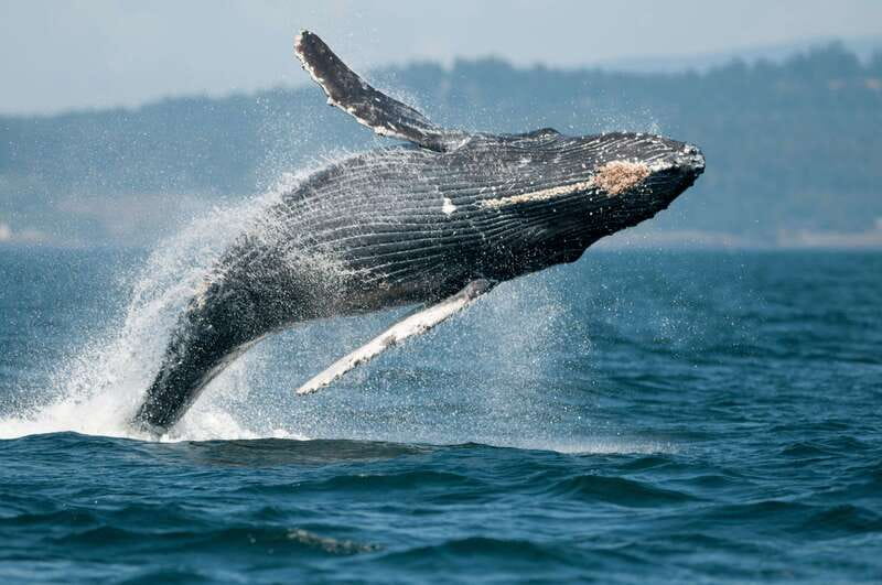Cowichan Bay: Half-Day Whale & Wildlife Adventure - Who Should Book This and Who Should Skip It