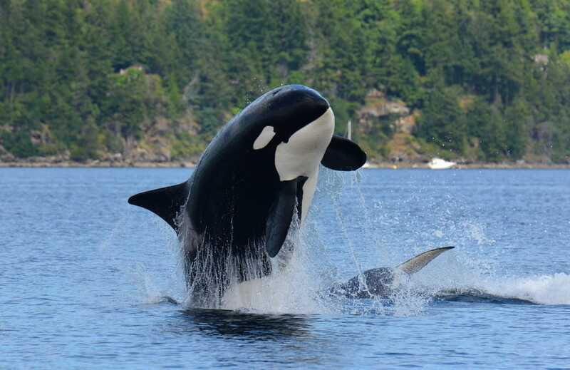 Cowichan Bay: Half-Day Whale & Wildlife Adventure - Should You Book This Cowichan Bay Whale and Wildlife Adventure?