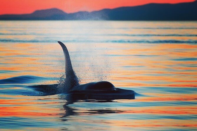Cowichan Bay: Half-Day Whale & Wildlife Adventure - What You Pay: Value at $155 Per Person (and What’s Included)