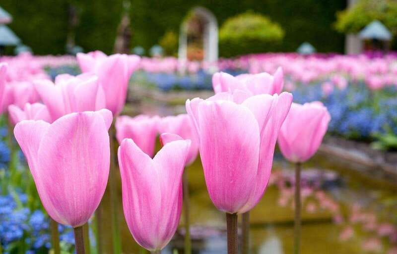 Day Trip from Vancouver to Victoria and Butchart Gardens - Key Points Before You Go