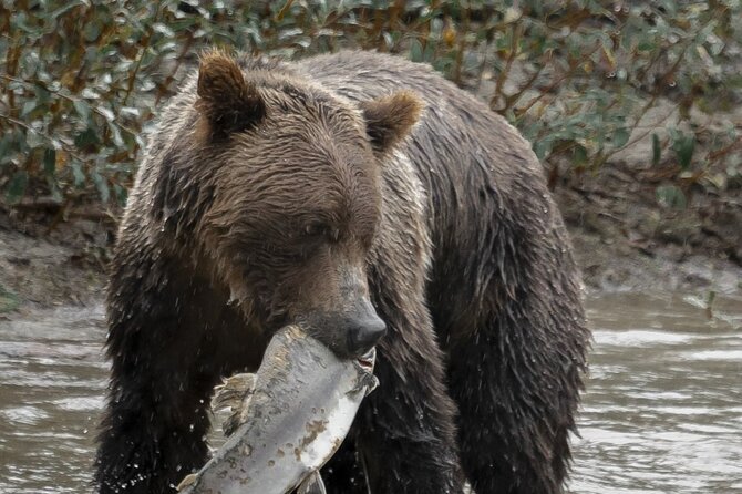 Deluxe Grizzlies and Culture Tour in Campbell River - Key things that make this tour click
