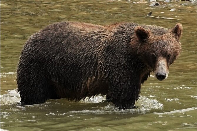 Deluxe Grizzlies and Culture Tour in Campbell River - Comfort on the Salish Sea: your morning start in Campbell River