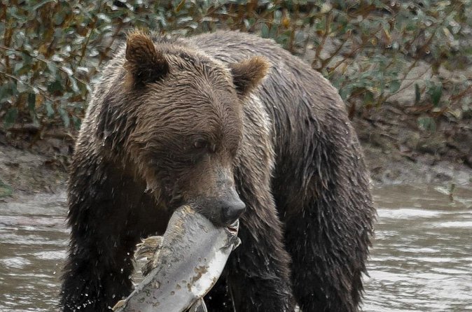 Deluxe Grizzlies and Culture Tour in Campbell River - Orford Bay grizzly country: towers, mini-bus routes, and bear behavior