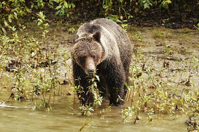 Deluxe Grizzlies and Culture Tour in Campbell River - What’s included, what you pay extra, and how to plan your time