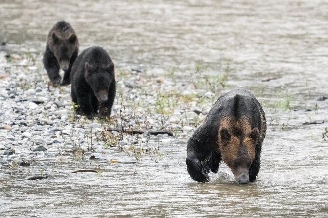 Deluxe Grizzlies and Culture Tour in Campbell River - Bute Inlet and the Orford River estuary: a picnic with real scenery