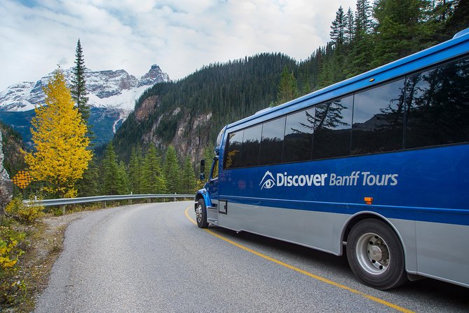 Discover Grizzly Bears from Banff - Group size and guides: why the day feels manageable