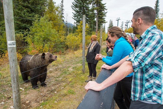 Discover Grizzly Bears from Banff - Seasonal reality: June to September and weather dependence