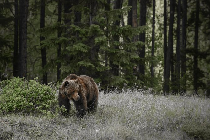 Discover Jasper and its Wildlife - Key Highlights You Can Expect From This Tour