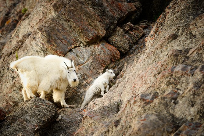 Discover Jasper and its Wildlife - Getting From SunDog Transportation to the Athabasca Valley