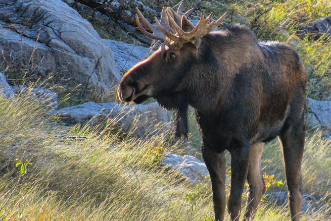 Discover Jasper and its Wildlife - Van Stops and Photo Opportunities: Camera Prep for the Best Angles