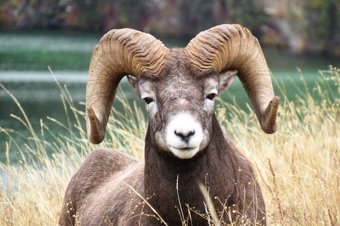 Discover Jasper and its Wildlife - Comfort Checklist for All-Weather Wildlife Spotting